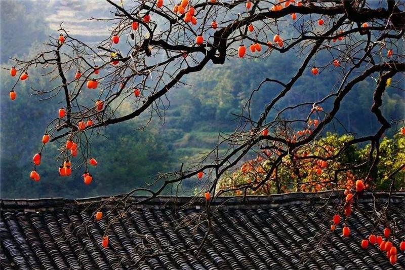 MK手机网页版登录入口集成墙面