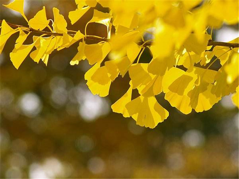 MK手机网页版登录入口集成墙面