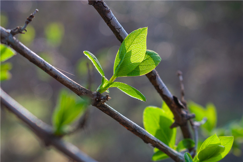 MK手机网页版登录入口集成墙面