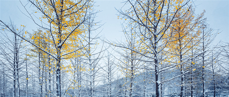 摄图网_500745100_wx_雪中银杏树(非企业商用).jpg 摄图网_500745100_wx_雪中银杏树(非企业商用).jpg